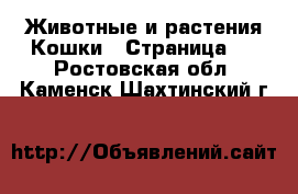 Животные и растения Кошки - Страница 2 . Ростовская обл.,Каменск-Шахтинский г.